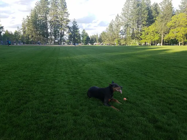 Dog Park Thornton Murphy Park Spokane