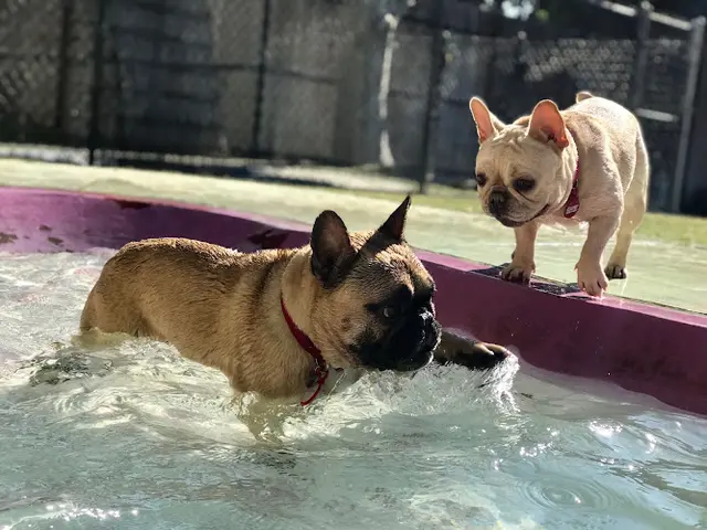 Dog trainer Bow Wow Bungalow Burbank