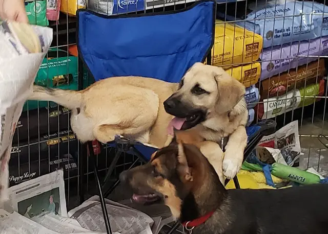 Rescue & Shelter Kahoots San Diego