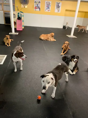 Dog day care center Paws Play Doggy Daycare, LLC Tacoma