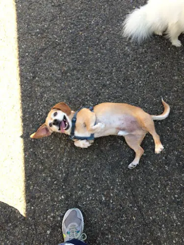 Dog walker A Pampered Pooch Bellevue