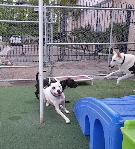 Dog trainer Dog Dayz of California Vista