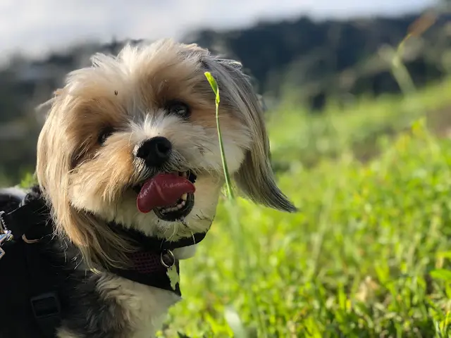Pet vet VCA TLC Animal Hospital Santa Monica