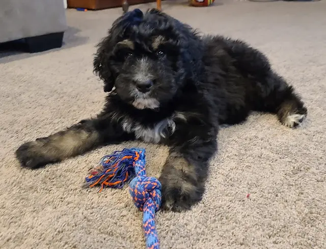 Dog breeder Riverdoodles Murrieta