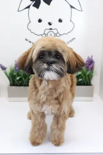 Dog Grooming Spoiled Pup LV - Dog Grooming - Puppies for Sale Long Beach