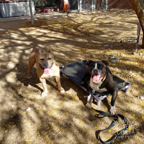 Rescue & Shelter Palm Springs Animal Shelter Victorville