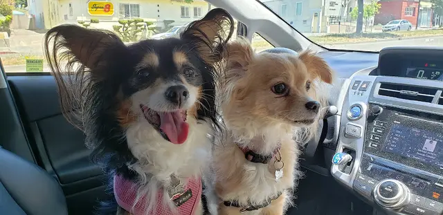 Dog breeder Healthy Spot Berkeley