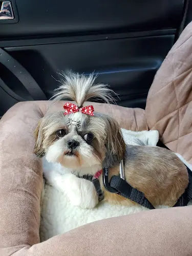 Dog Grooming Puppy Love Dog Grooming Everett