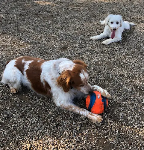 Dog day care center OJAI DOG FRIENDLY Ventura