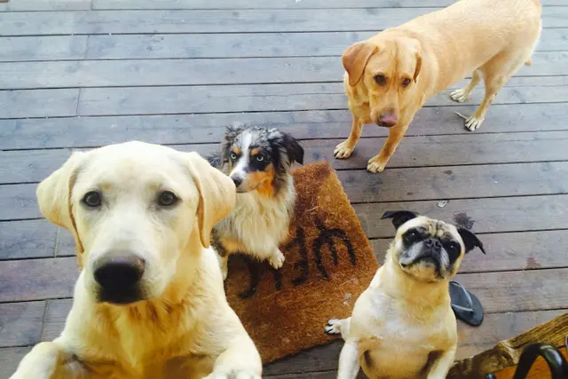 Dog trainer Maisy's Mutts LLC Roseville