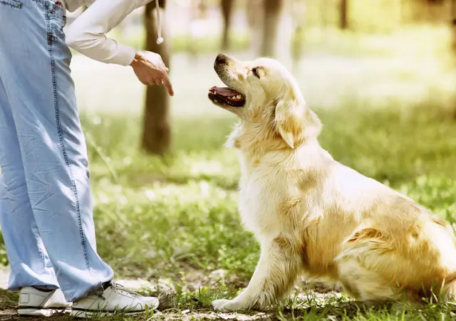 Dog trainer Singleton's Animal Connection San Bernardino