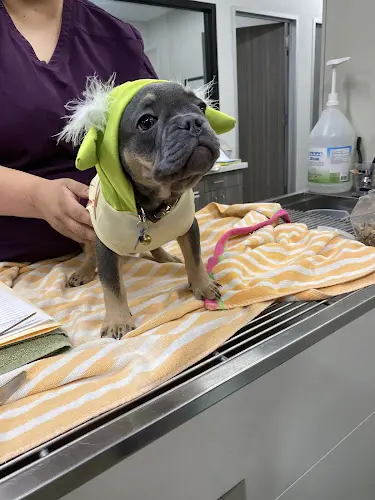 Pet vet Sunnyside Pet Hospital Fresno