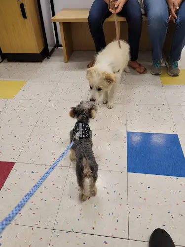Rescue & Shelter Petco Downey