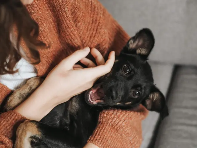 Pet boarding service KwikVet - 24 hour veterinarians Los Angeles