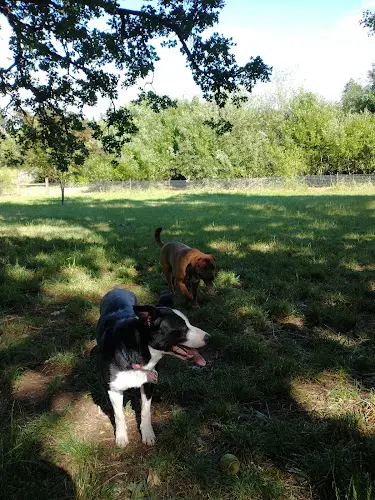 Dog Park Wayne Morse Family Farm Eugene