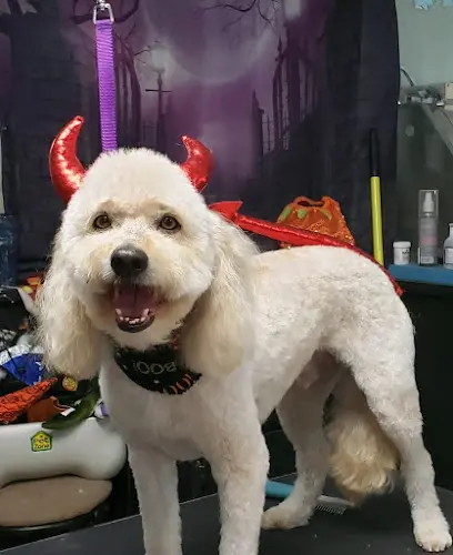 Dog Grooming Star Mutts Grooming Salon Fresno