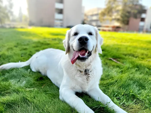 Dog breeder East Bay Golden Retrievers Vallejo
