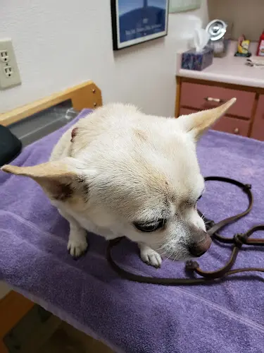 Pet vet Family Pet Hospital Fairfield