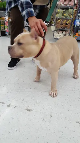 Dog trainer Pet Club Elk Grove Elk Grove