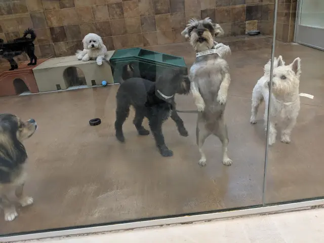 Dog breeder PetSmart El Cajon