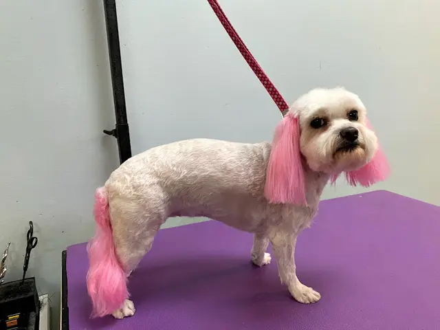 Dog Grooming Pampered Puppy Pet Grooming Orange