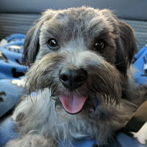 Dog breeder PetSmart Vallejo
