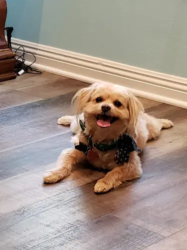 Dog Grooming Fur-Ever Grooming Simi Valley