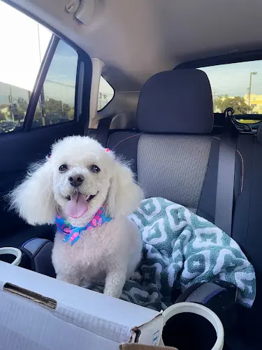 Dog Grooming Bow and Wow Grooming Burbank