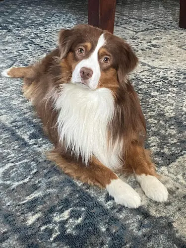 Dog breeder MercyMe Miniature American Shepherds Santa Barbara