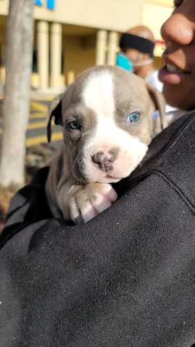 Dog breeder PetSmart Vallejo