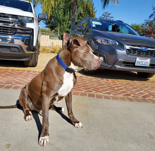 Pet vet Northridge Animal Medical Center Simi Valley