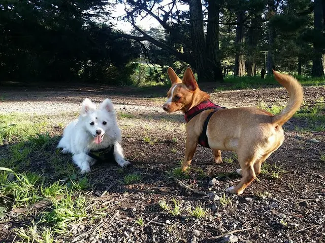 Dog day care center Little Buddhas Dog Walking & Pet Sitting San Francisco