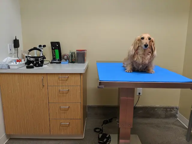 Pet vet Vision Care For Animals Sunnyvale