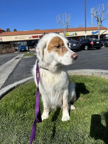 Dog breeder Bark Bath Costa Mesa