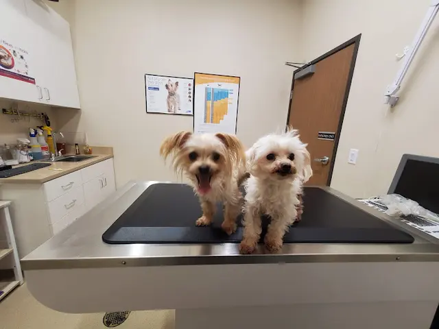 Pet boarding service Anchor Animal Hospital Anaheim