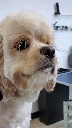 Dog Grooming Wag-A-Muffins Dog Grooming LLC Beaverton