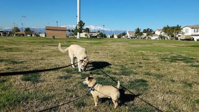 Dog Park Providence Ranch Park Ontario