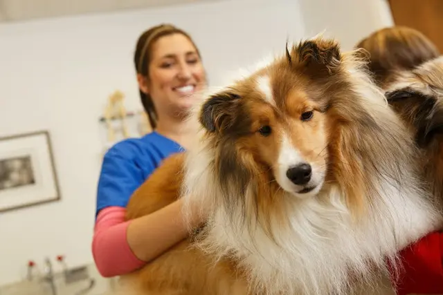 Pet vet Camino Real Pet Clinic San Mateo