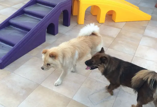 Pet vet Pet Rush Inn Burbank