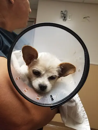 Dog breeder VCA Lakewood Animal Hospital Santa Barbara