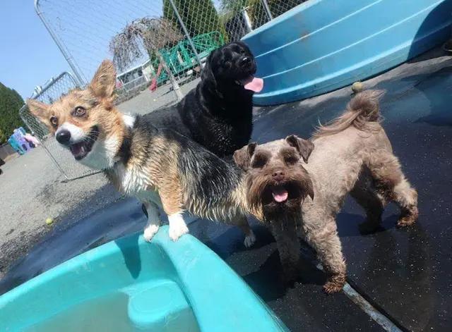 Dog day care center Happy Puppy Park Vancouver