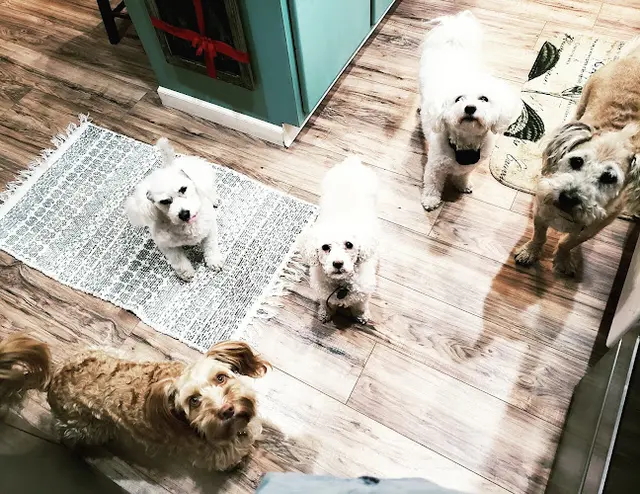 Pet boarding service The Pixie Project Portland