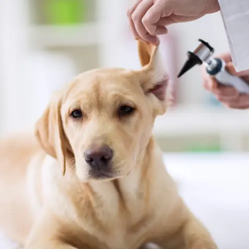 Pet vet Bonsall Pet Hospital Oceanside