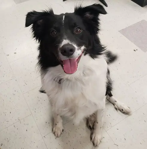 Dog trainer petStop Bellingham