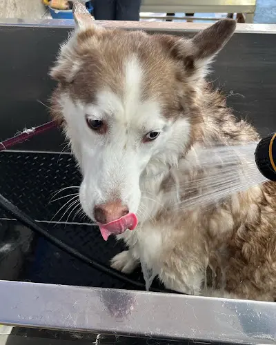 Dog Grooming Dog Wash Grooming (You Can Do It) Portland