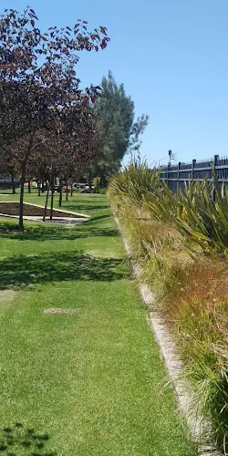 Dog walker Buelow Park San Marcos