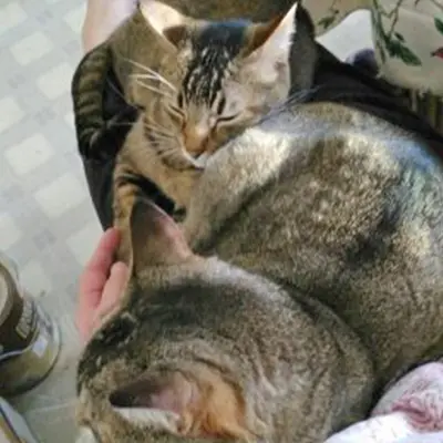 Pet boarding service Cozy Kitties Inn Kent