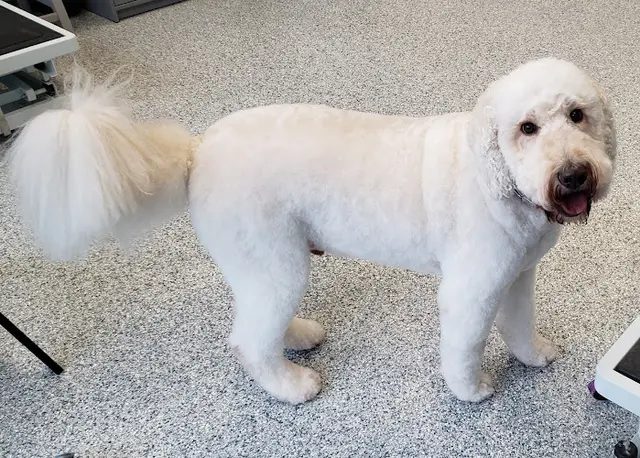 Dog Grooming Rainy Day Grooming Beaverton