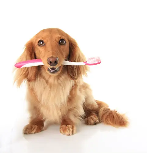 Pet boarding service Andy's Pet Grooming and Daycare Glendale