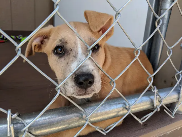 Rescue & Shelter Helen Woodward Animal Center San Marcos